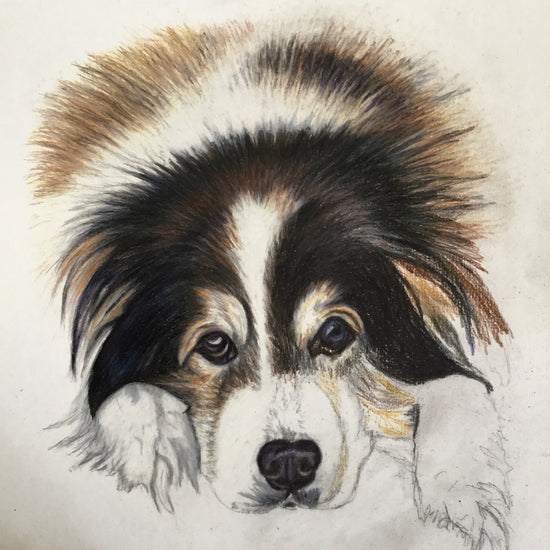 Et evigt minde om en fantastisk hund, savnet og elsket håndtegnet dyreportræt tegnet af Lone Bruun, BruunsArt
