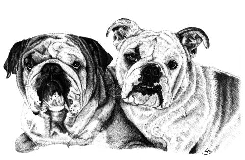 Fransk bulldog hundeportræt tegnet i tusch af BruunsArt, Lone Bruun