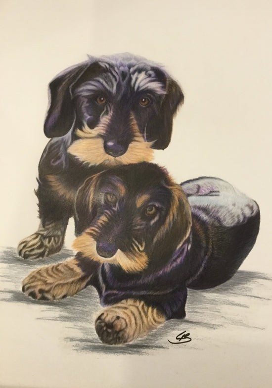 Ruhåret gravhunde hundeportræt tegnet i farveblyant af Lone Bruun, BruunsArt