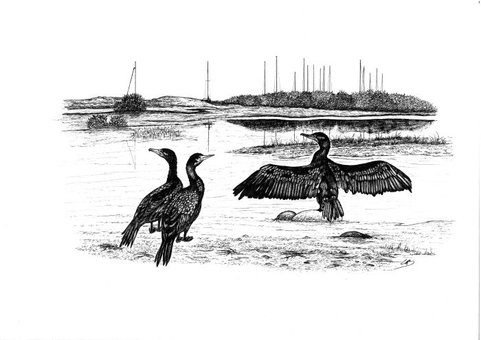 Håndtegnet skarven fra Egense