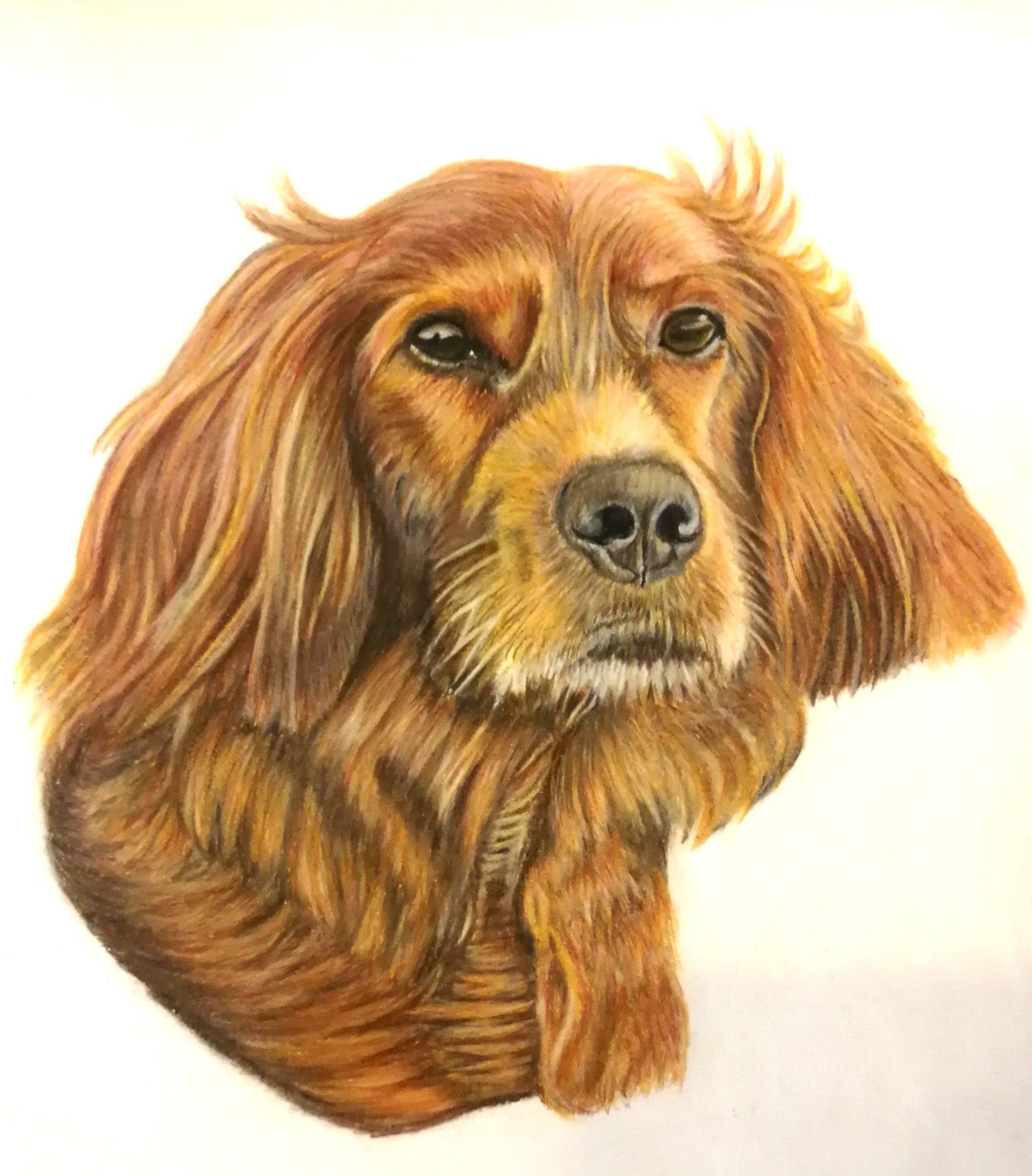 Irsk setter hundeportræt til en Norsk hundeopdrætter 1 ud af 5 stk. tegnet i farveblyant af Lone Bruun, BruunsArt