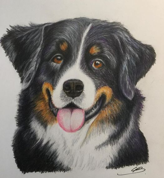 Håndtegnet hundeportræt på vej til Norge