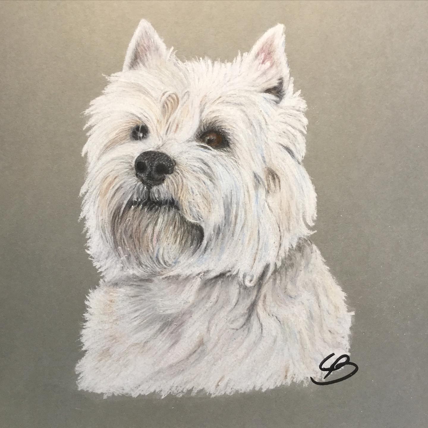 West highland white terrier tegnet på gråt papir, BruunsArt