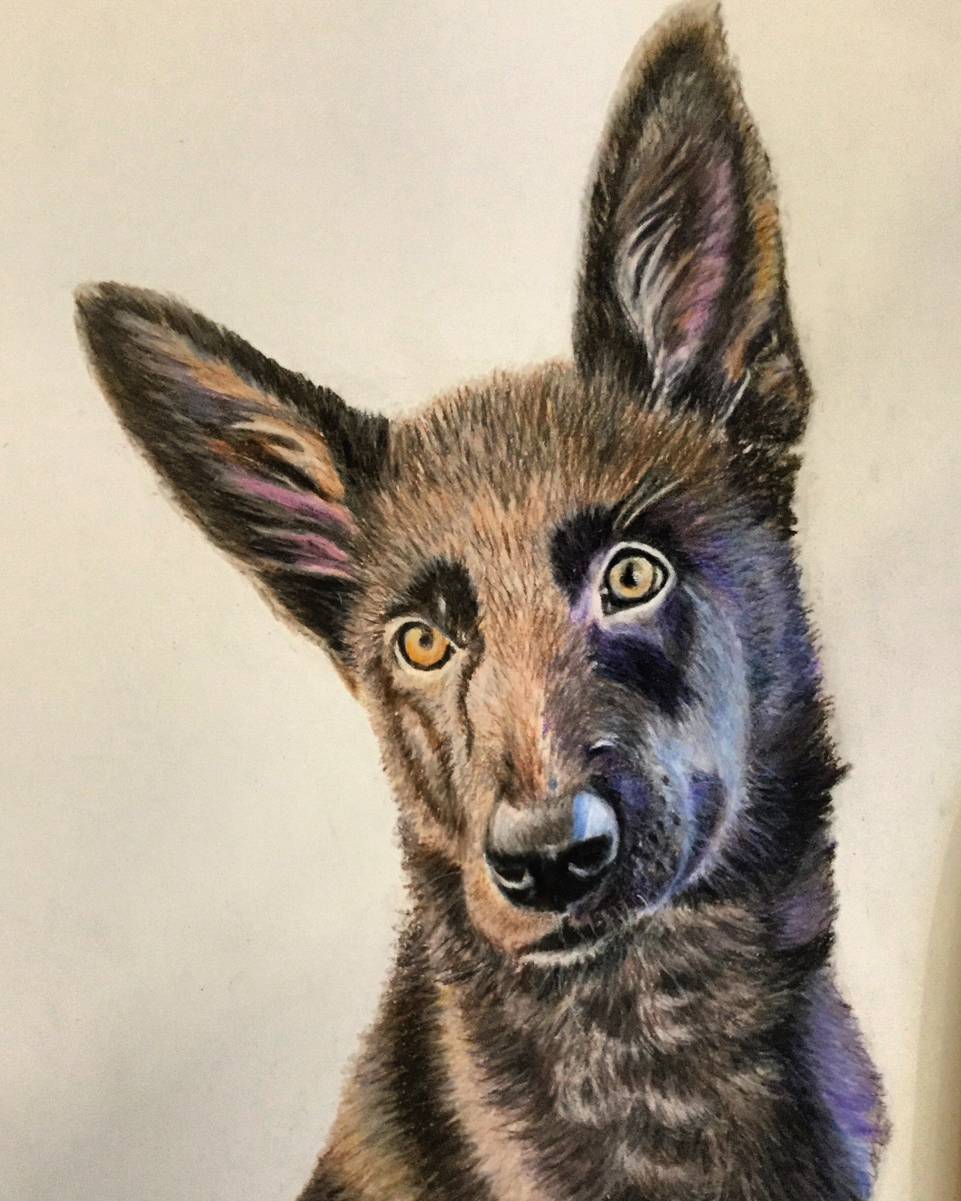 Schæfer hvalp hundeportræt tegnet i farveblyanter af Lone Bruun