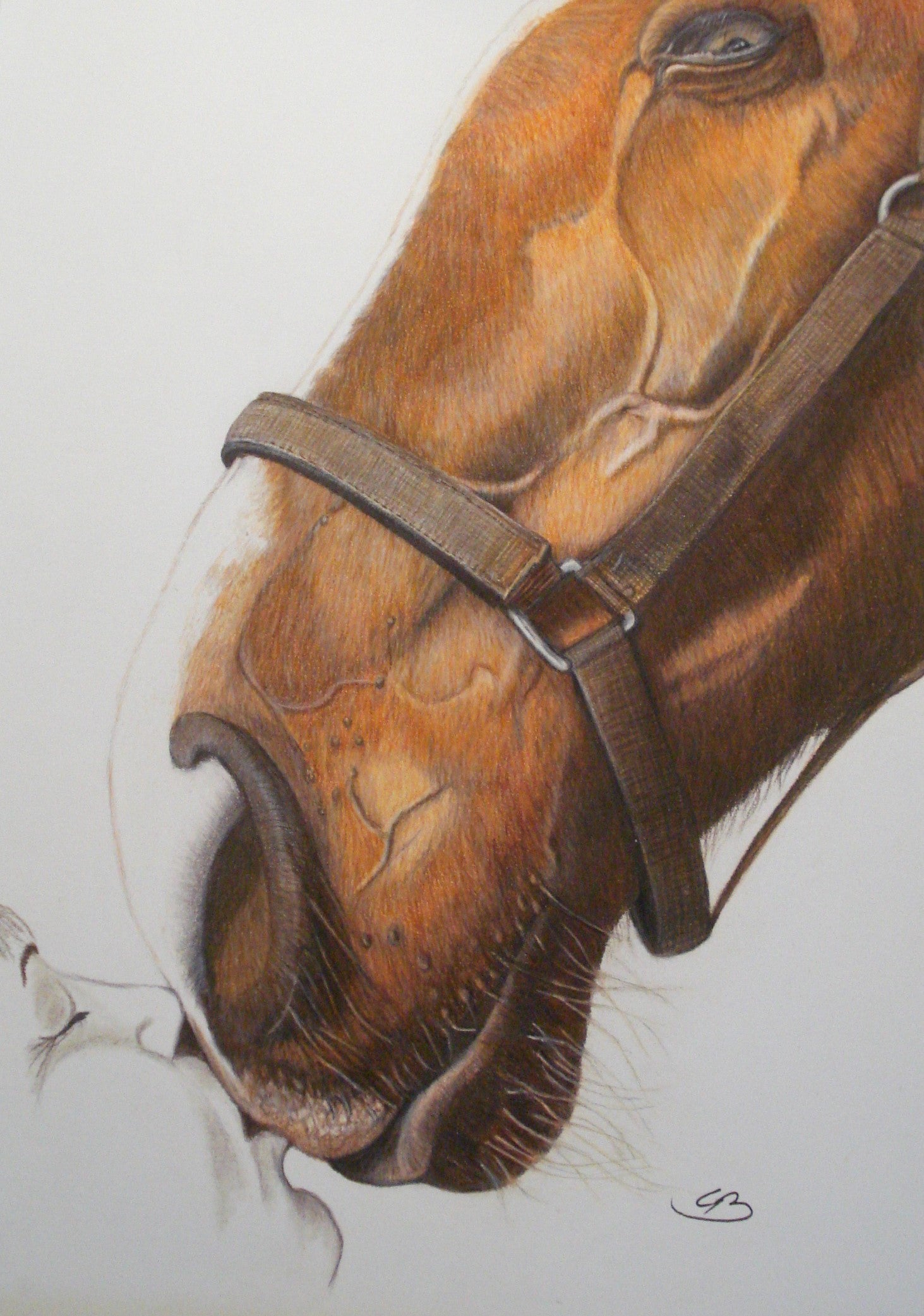 Hesteportræt tegnet i farveblyanter af BruunsArt, Lone Bruun