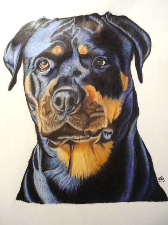 Rottweiler hundeportræt tegnet i farveblyanter af BruunsArt