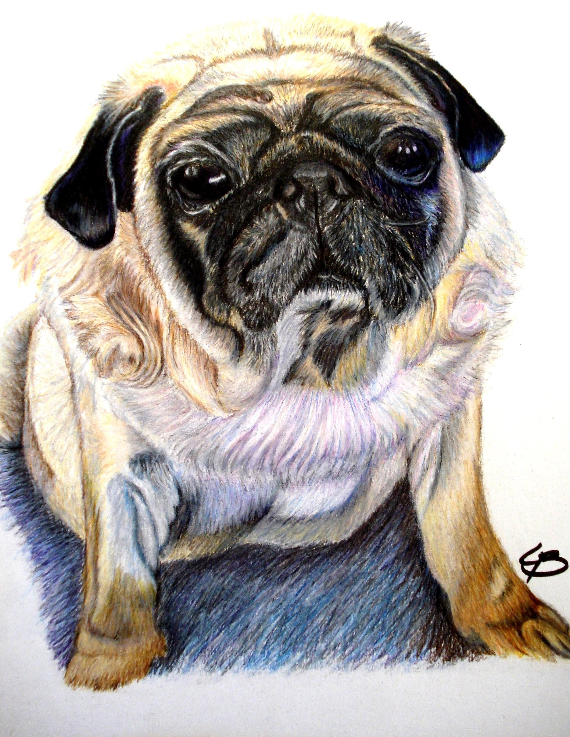 Håndtegnet Mops fødselsdagsgave tegnet i farveblyanter af Lone Bruun, BruunsArt