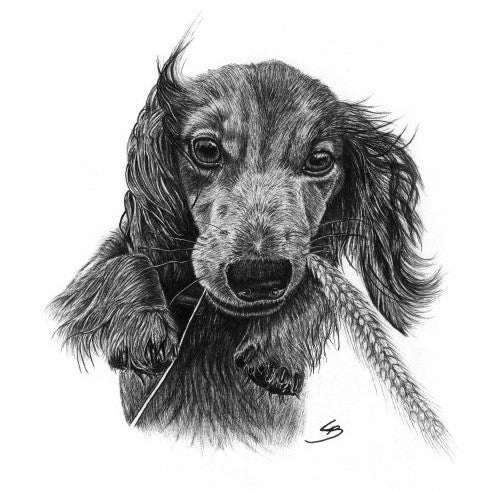 Håndtegnet gravhund hundeportræt tegnet i sort tusch, Lone Bruun BruunsArt