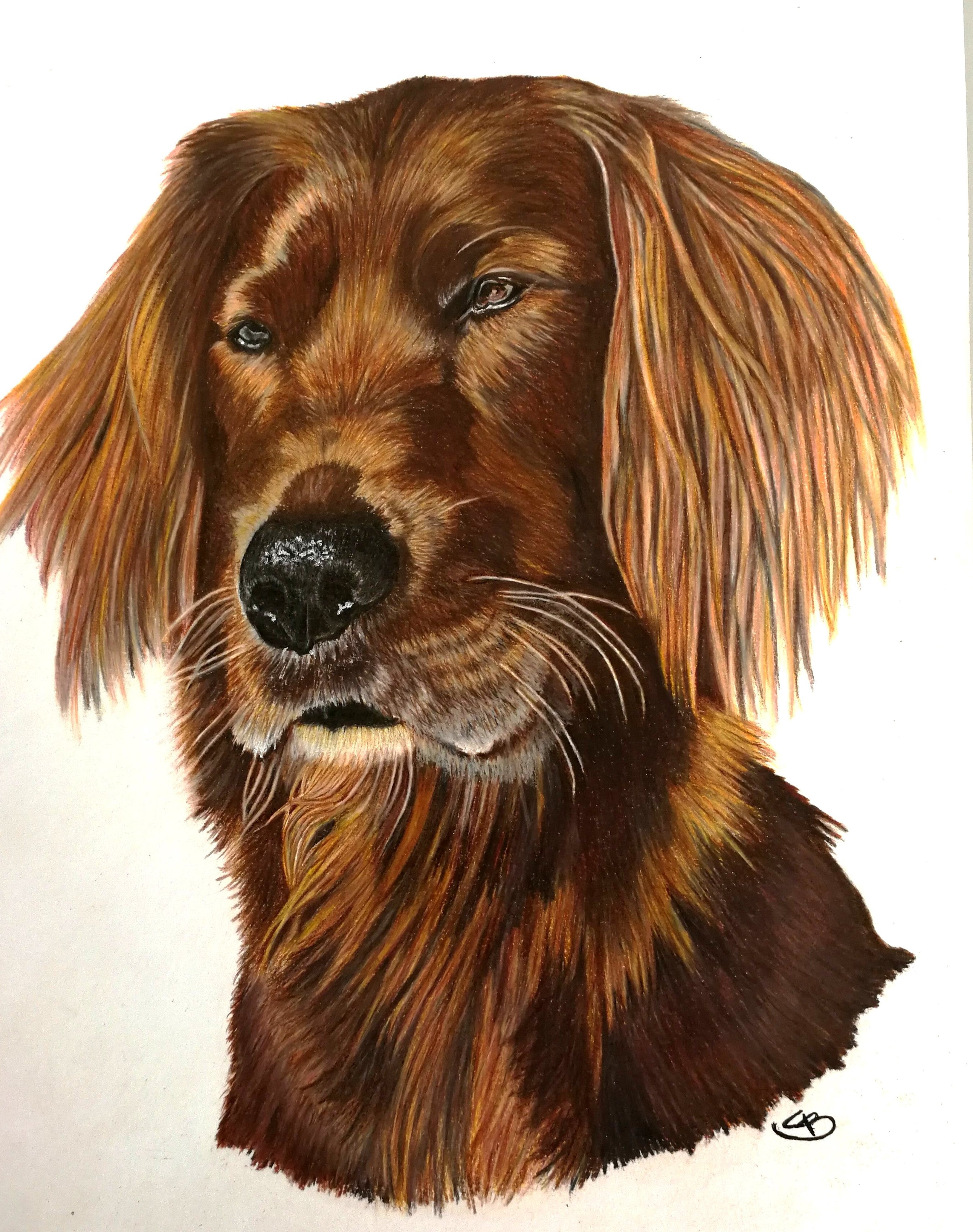 Norsk Irsk setter håndtegnet dyreportræt tegnet i farveblyant af Lone Bruun