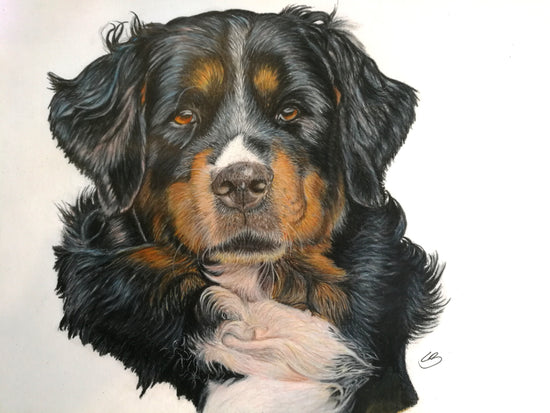 Berner sennen hundeportræt tegnet i farveblyanter af bruunsArt, Lone Bruun 