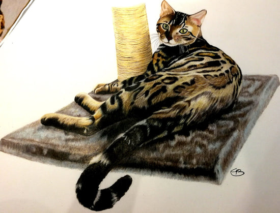 Håndtegnet katte portræt tegnet i farveblyant af Bruunart, Lone Bruun