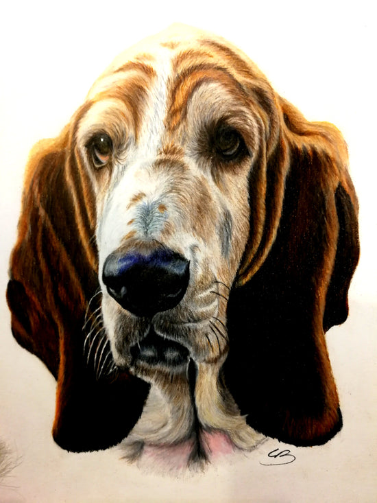 Håndtegnet hundeportræt af Basset hound, BruunsArt