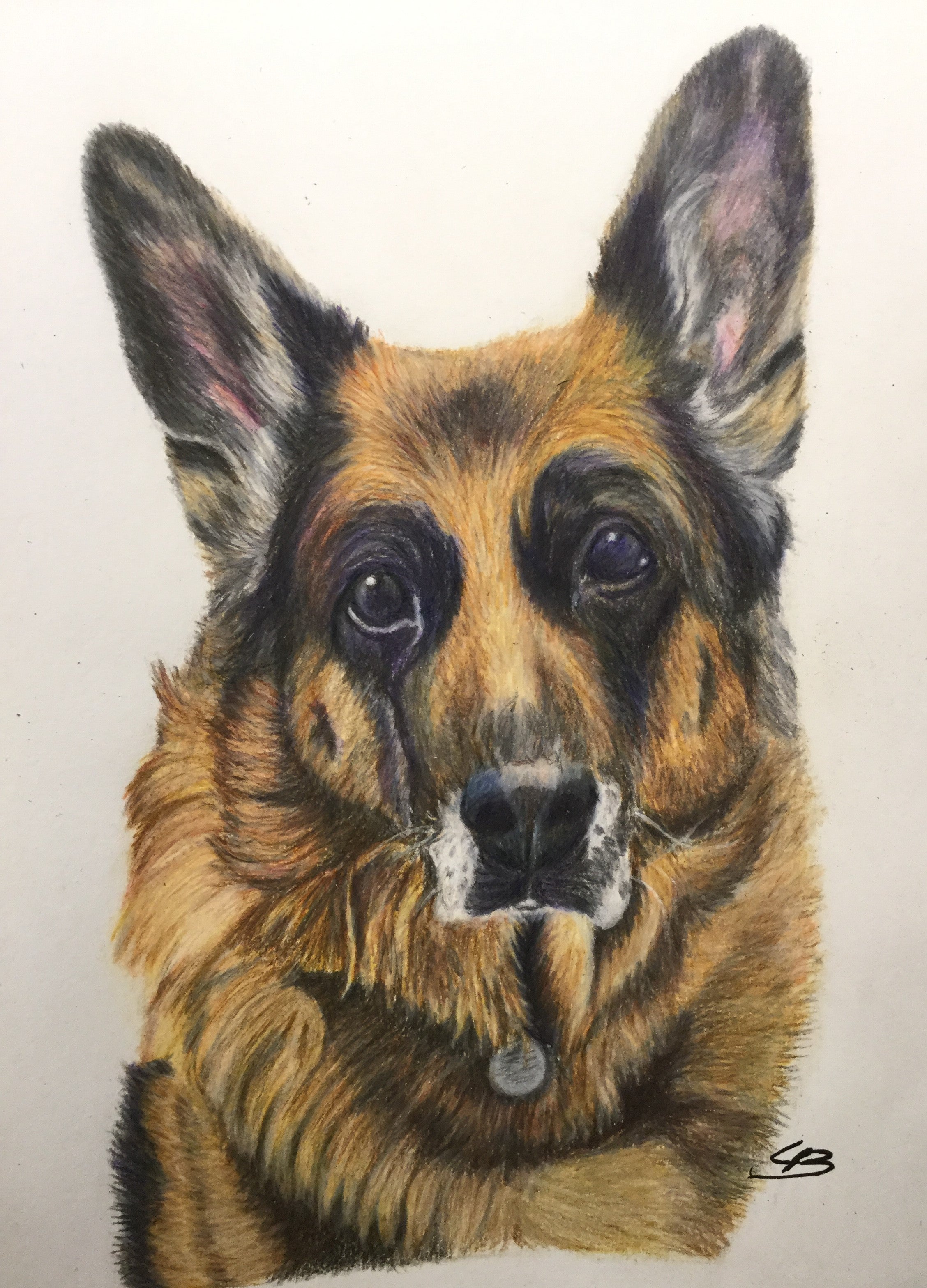 Fødselsdagsgave til farmand, schæfer håndtegnet hundeportræt tegnet i farveblyant af BruunsArt, Lone Bruun