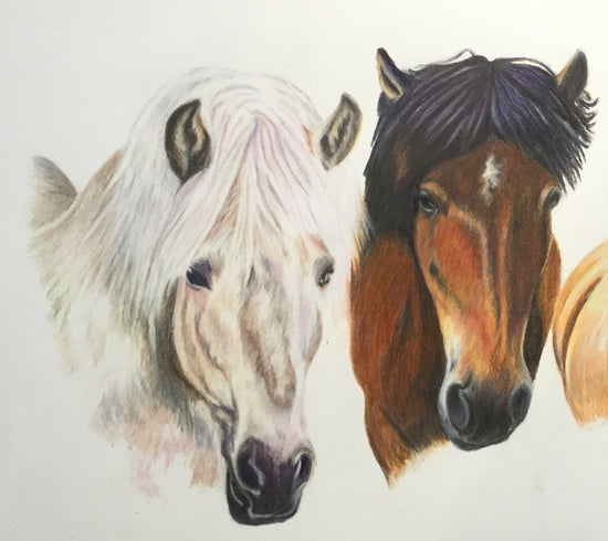 Islandske Heste tegnet i farveblyanter af Lone Bruun, BruunsArt