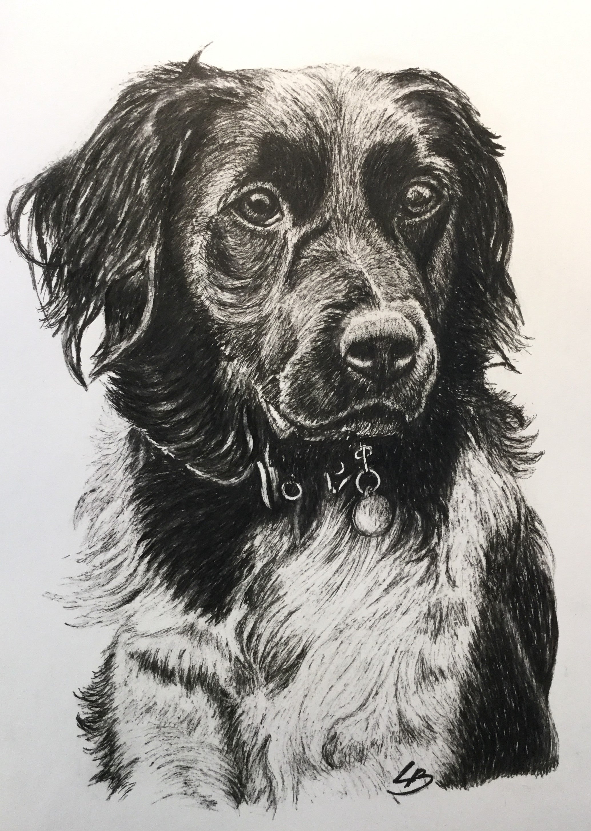 Hundeportræt i sort/hvid tegnet i tusch, BruunsArt