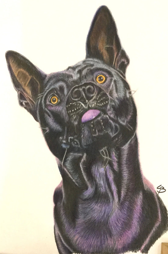 Tysk bestilling håndtegnet hundeportræt i farveblyant tegnet Lone Bruun