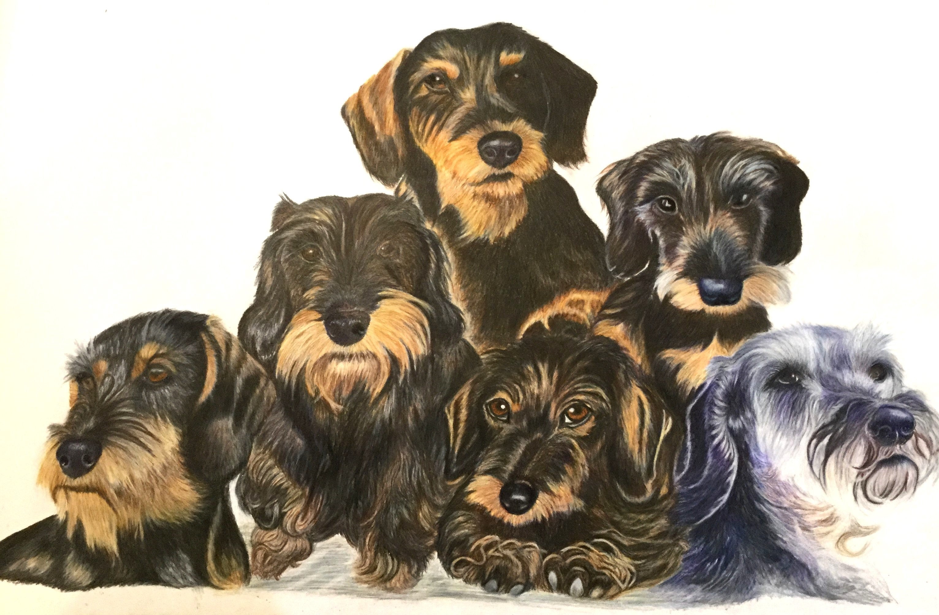 Gravhunde tegnet i farveblyant