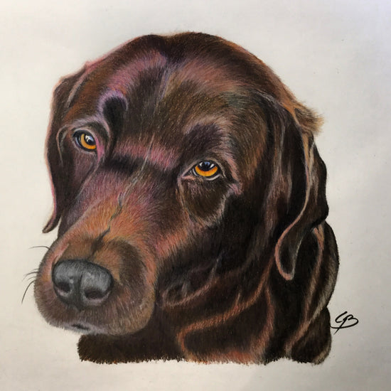 Chokoladebrun Labrador håndtegnet hundeportræt tegnet i farveblyant af Lone Bruun, BruunsArt