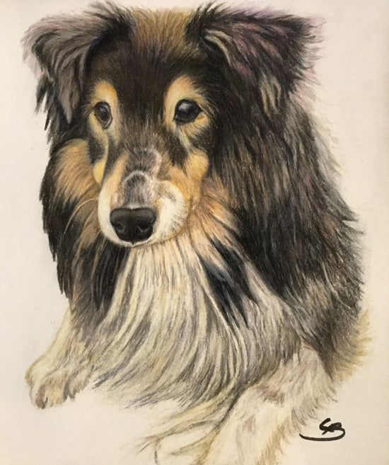 Et minde om en fantastisk hund, hundeportræt tegnet i farveblyanter af BruunsArt, Lone Bruun