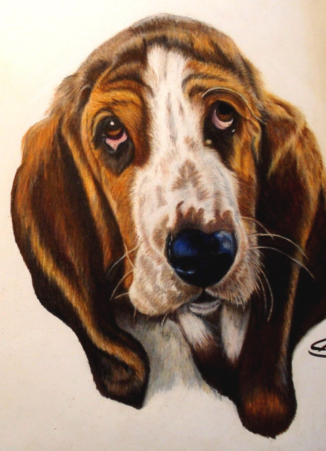 Basset hound tegnet i farveblyanter, BruunsArt