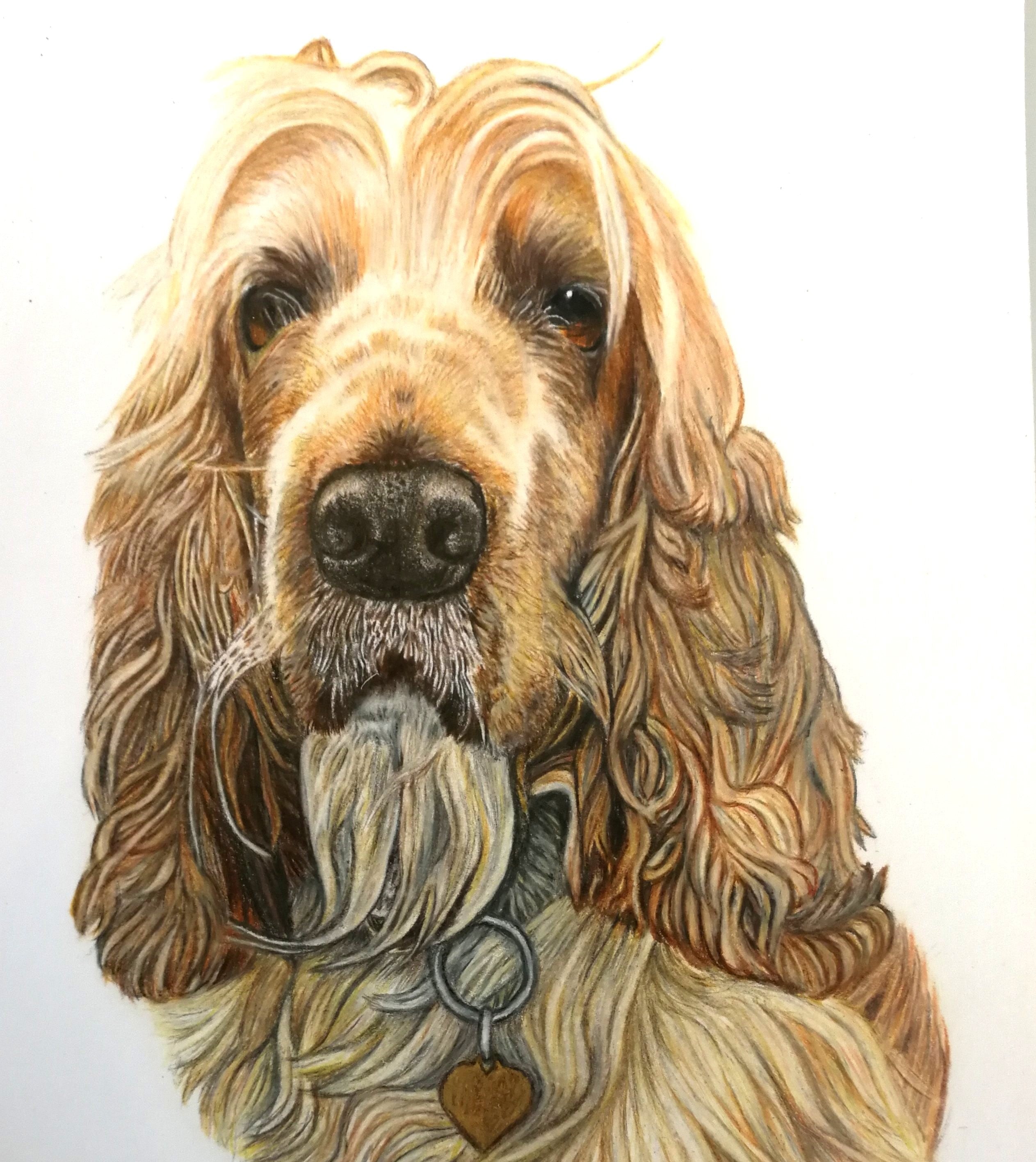 Cocker spaniel et evigt minde, BruunsArt