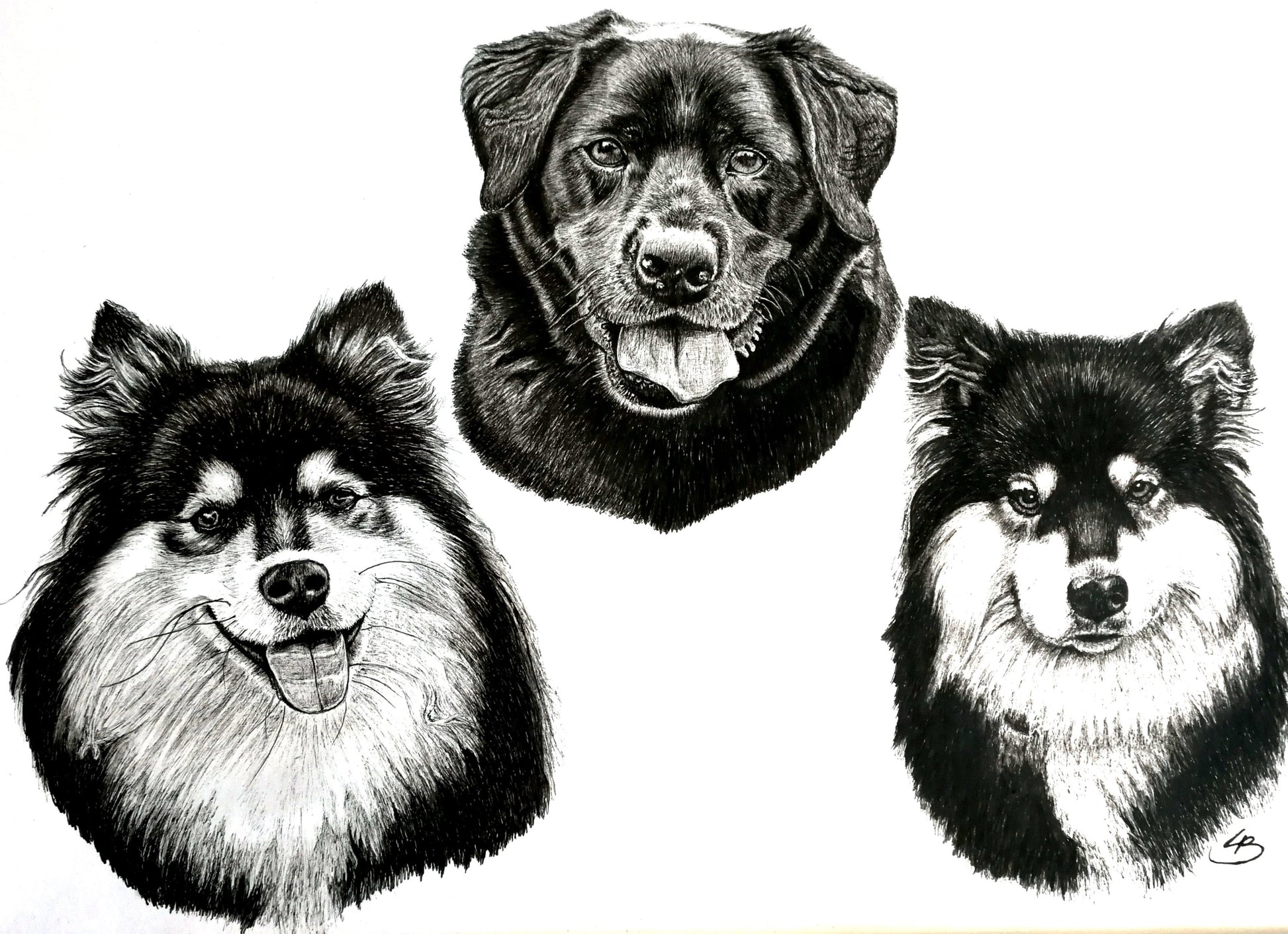 portræt tegning af hunde