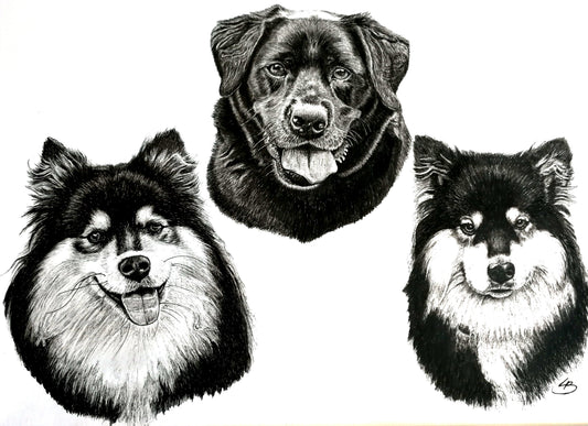 Tillæg for flere dyr på samme tegning i sort/hvid.