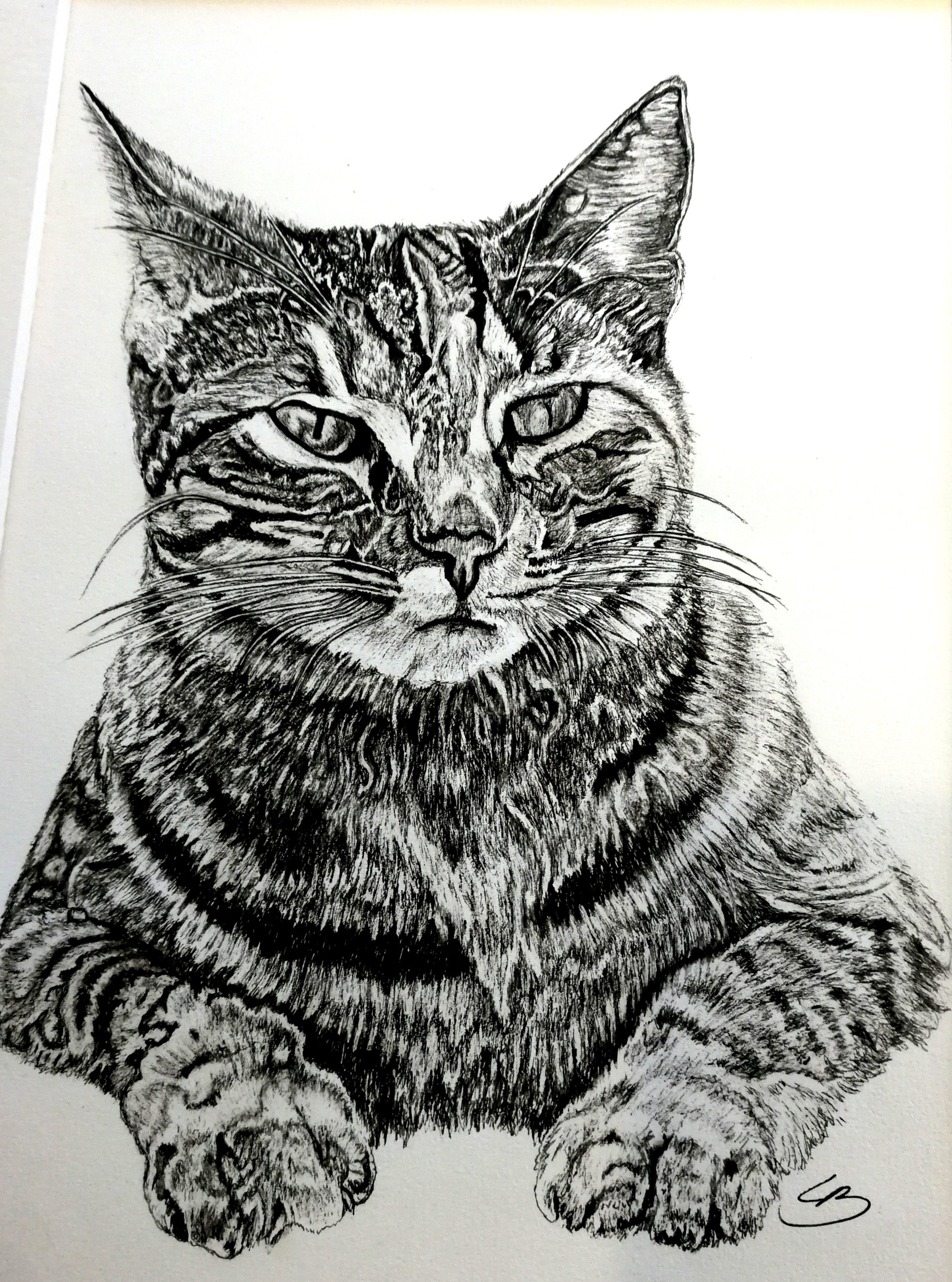 Bestilling af katte tegning