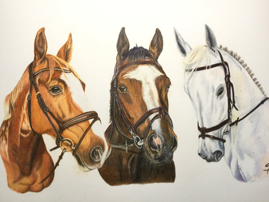 Portræt tegning af heste