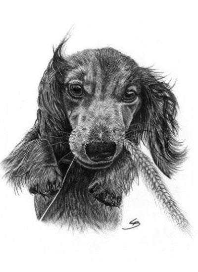 tegning af en gravhund